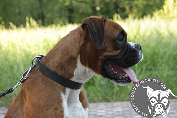 Strong Leather Buckled Boxer Collar