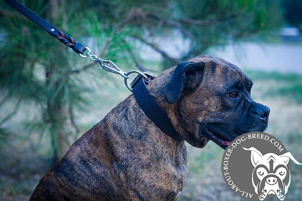 Leather Boxer Collar of the Highest Quality
