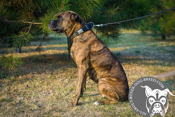 Leather Boxer Collar with Plates and Spikes