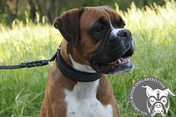 Handcrafted Leather Boxer Collar for Walking