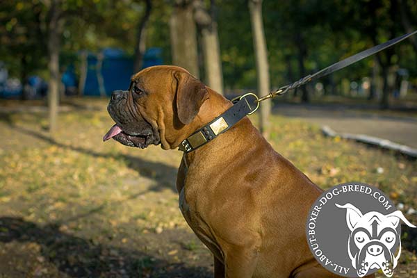 Leather Boxer Collar with Rust Proof Decorations