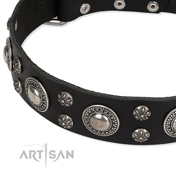 Quick to fasten leather dog collar with resistant chrome plated buckle and D-ring