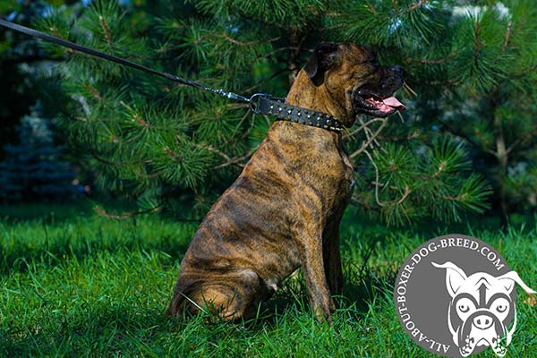 Leather Dog Collar for Walking Boxer