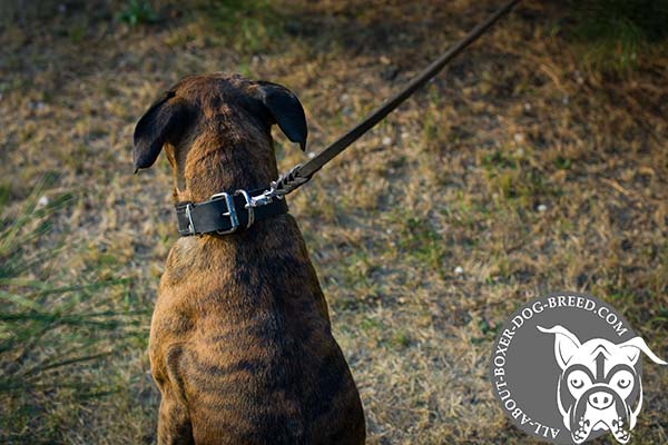 Steel Nickel Plated Buckle and D-Ring on Boxer Collar