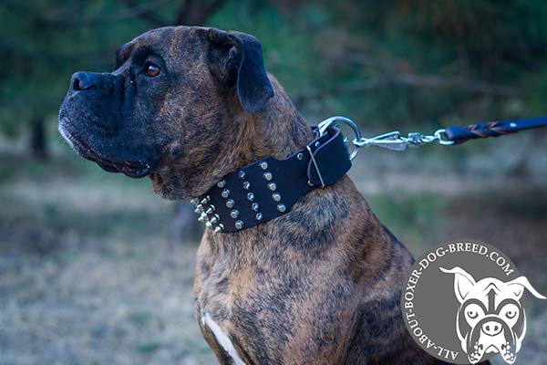 Wide Leather Boxer Collar with Spikes and Studs