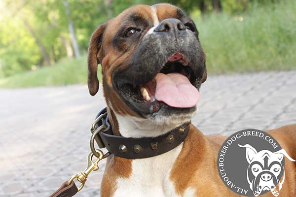 Leather Collar with Brass D-Ring for Boxer