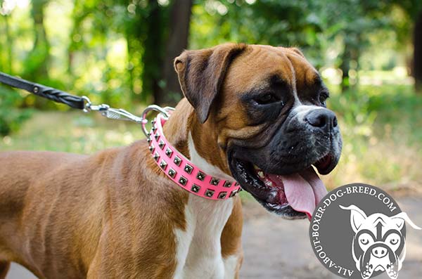 Pink Leather Dog Collar for Boxer