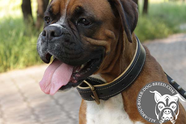 Durable Leather Boxer Collar with Brass Hardware