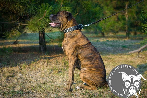 High Quality Leather Collar for Boxer
