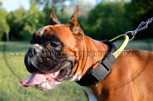 Enhanced Control Over Your Boxer while Walking with this Wide Nylon Collar with Handle