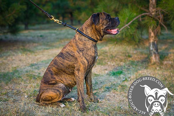 Excellent Leather Boxer Choke Collar