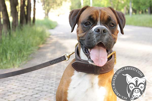 Leather Boxer Collar with Fur Protection Plate