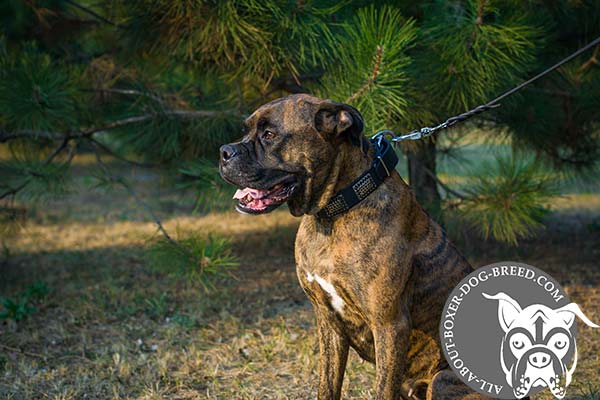Decorated Leather Boxer Collar for Walking