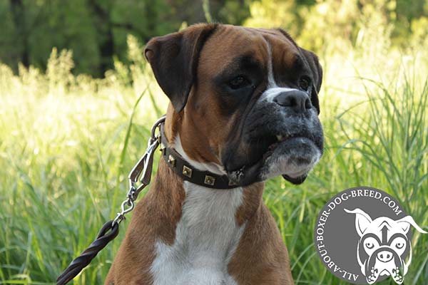 Leather Boxer Collar with Pyramidical Studs