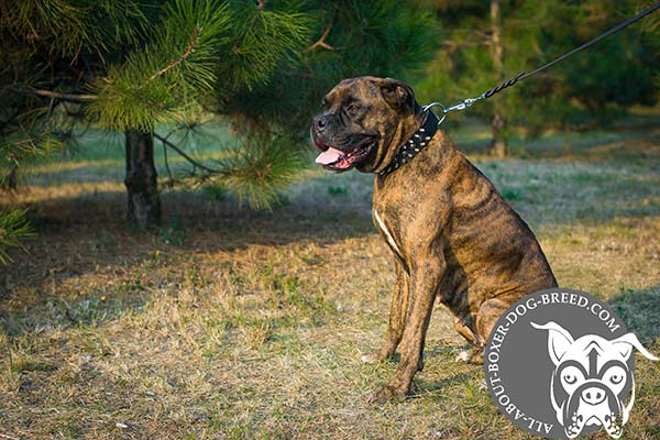 Leather Dog Collar for Training Boxer
