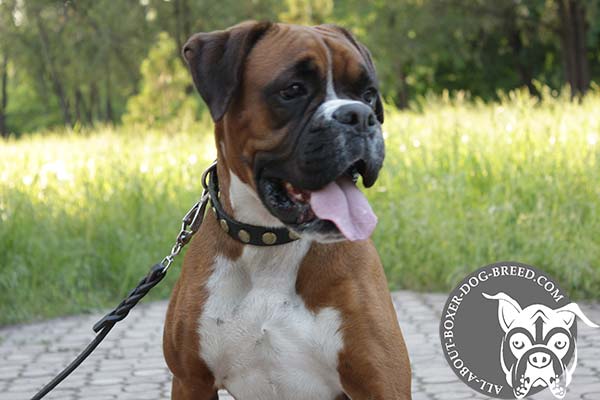 Multipurpose Leather Boxer Collar