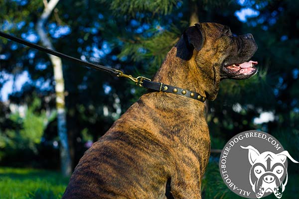 Perfect Leather Decorated Dog Collar for Boxer