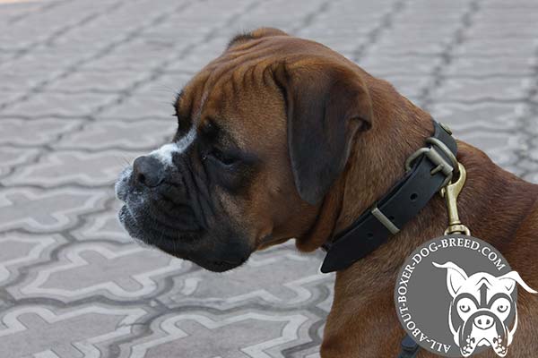 Leather Boxer Collar with Rust Proof Buckle and D-Ring