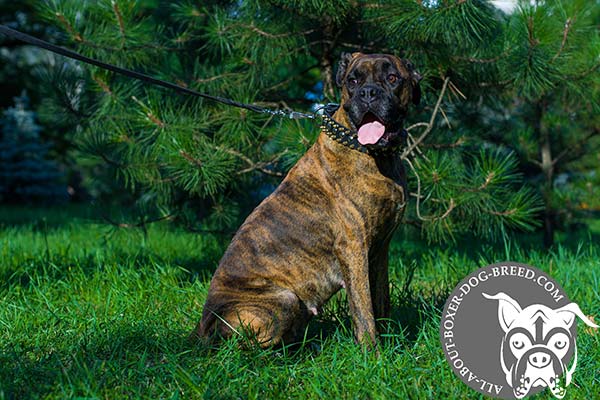 Adjustable Leather Collar for Boxer