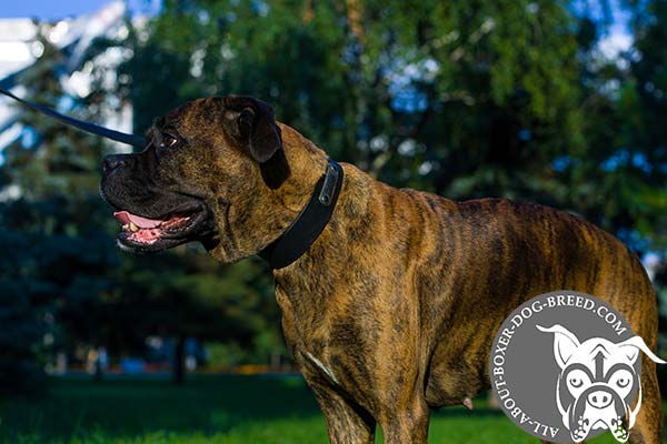 Leather Boxer Collar with Name Plate
