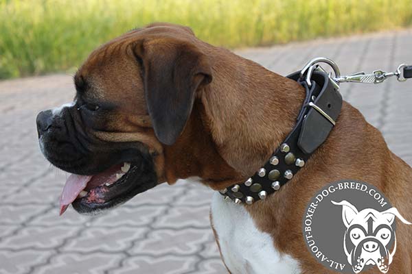 Nickel Plated Buckle and D-Ring on Boxer Collar