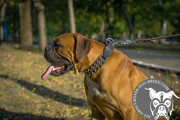 Leather Boxer Collar with Regulable Buckle