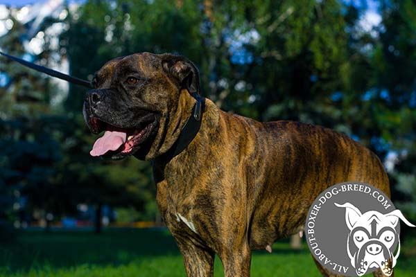 Reliable Leather Dog Collar for Boxer with ID Plate