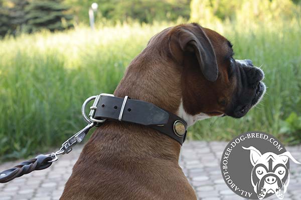 Leather Boxer Collar with Strong Buckle and D-Ring