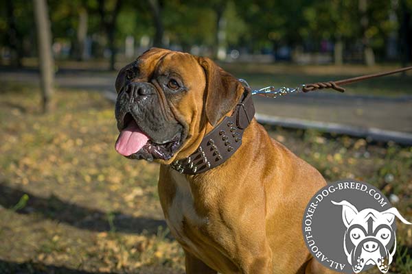 Spiked Leather Boxer Collar 