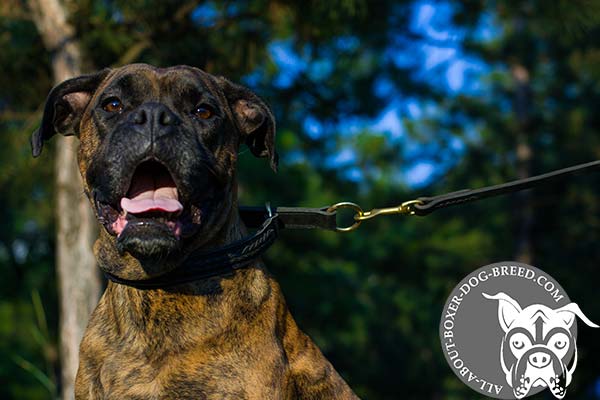 Reliable Stitched Leather Choke Collar for Boxer