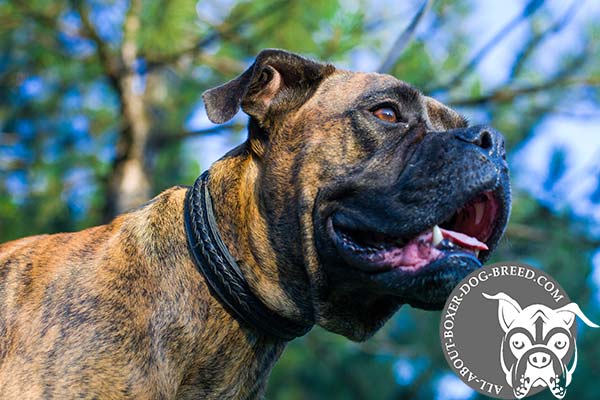 Strong Leather Choke Boxer Collar for Walking and Training