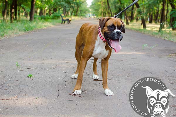 Wide Leather Boxer Collar for Walking