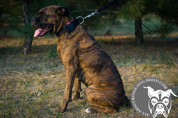 Wide Nylon Collar for Boxer