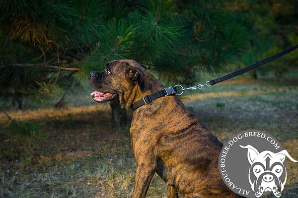 Boxer Collar with Nickel Plated Hardware 