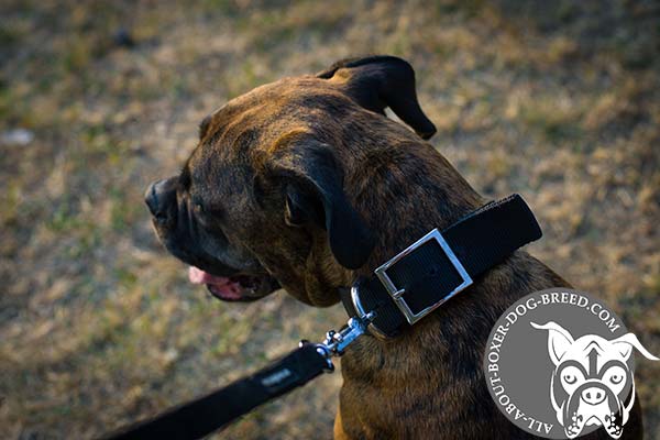 Nickel Plated Buckle and D-Ring on Nylon Boxer Collar