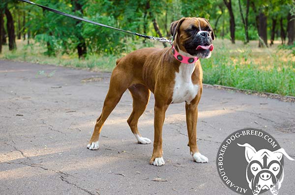 Pink Leather Collar for Boxer