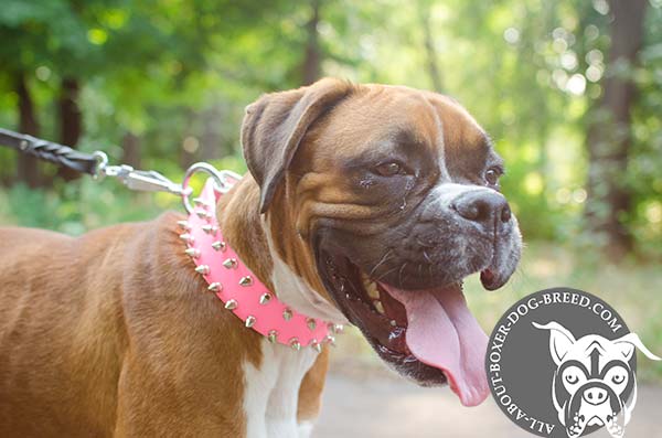 Pink Leather Dog Collar for Female Boxer