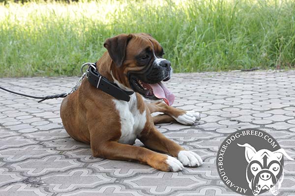 Comfortable Leather Collar for Boxer 