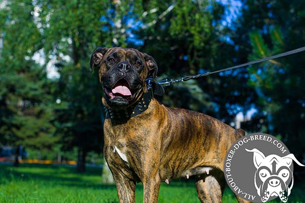 Incredibly Strong Leather Boxer Collar