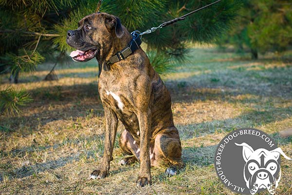 Durable Leather Dog Collar for Boxer