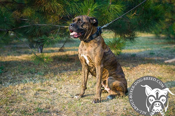 Handcrafted Leather Boxer Collar for Walking