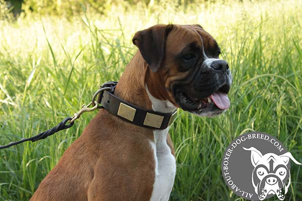Wide Leather Boxer Collar with D-Ring