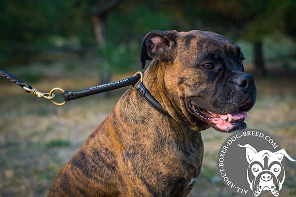 Hand Stitched Leather Choke Collar for Boxer 