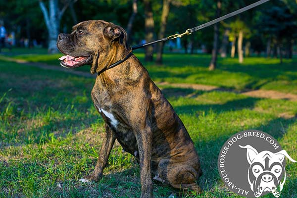 Leather Boxer Choke Collar with Rustless Rings