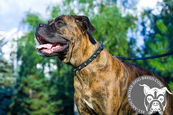 Soft Leather Dog Collar for Boxer