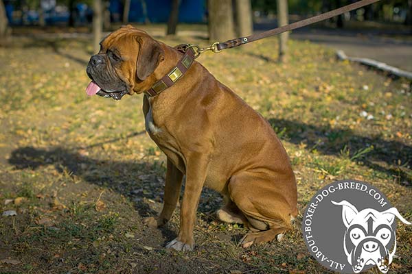 Leather Boxer Collar Decorated with Handset Plates