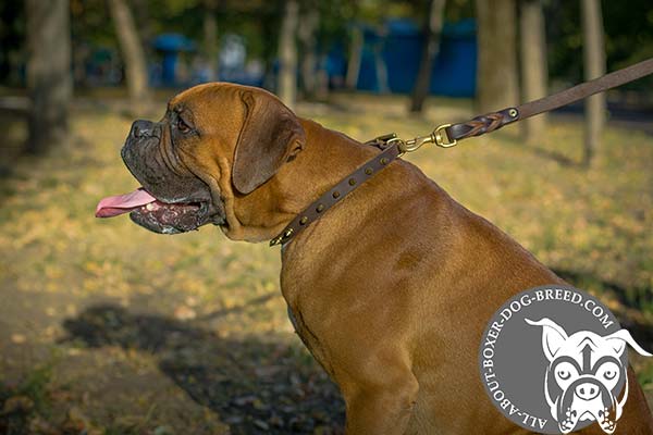 Leather Collar Decorated Brass Spikes for Boxer