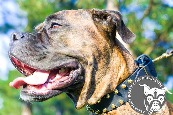 Leather Boxer Collar Decorated with Brass Spikes