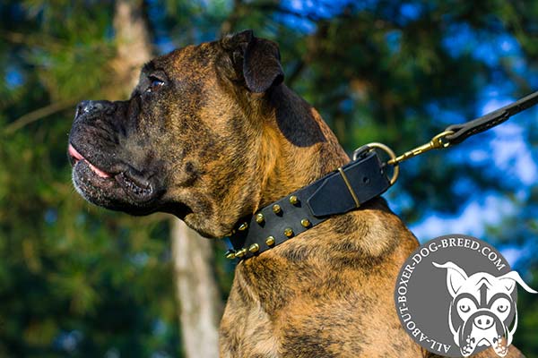 Leather Boxer Collar with Brass Buckle and D-Ring