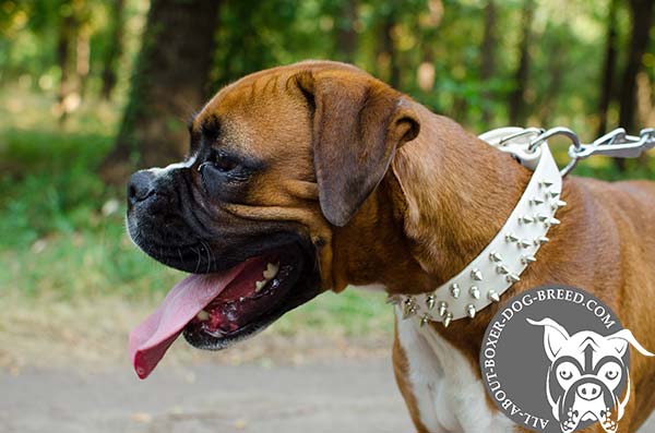 Nickel Spikes on White Leather Collar for Boxer